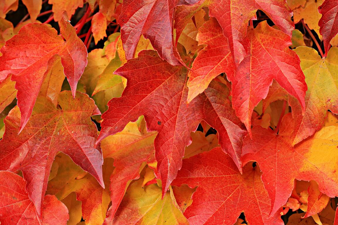 Les stages des vacances d'automne sont ouverts !