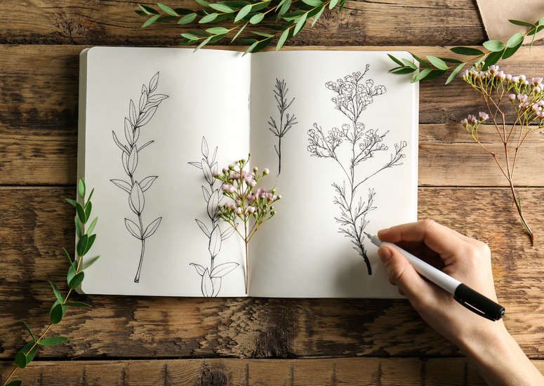 Dessin naturaliste