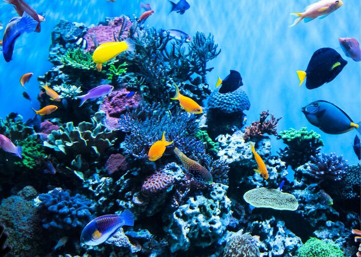 Sortie Aquarium